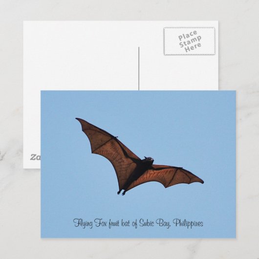 Flying Fox fruitbat of Subic Bay Briefkaart (Voorkant / Achterkant)