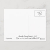 Flying Fox fruitbat of Subic Bay Briefkaart (Achterkant)