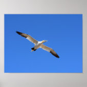 Flying Gannet Bird Blue Sky Poster (Voorkant)