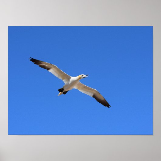 Flying Gannet Bird Blue Sky Poster (Voorkant)