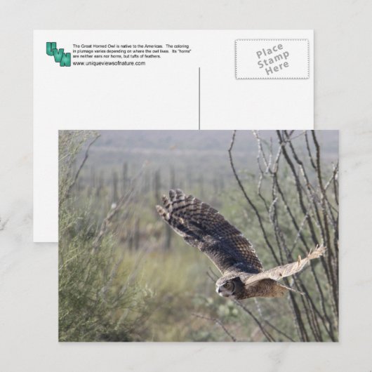 Flying Great Horned Owl Briefkaart (Voorkant / Achterkant)