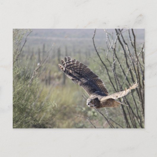 Flying Great Horned Owl Briefkaart (Voorkant)
