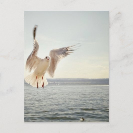 Flying Gull Briefkaart (Voorkant)