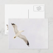 Flying Gull Briefkaart (Voorkant / Achterkant)