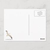Flying Gull Briefkaart (Achterkant)