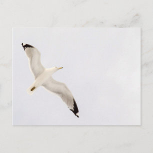Flying Gull Briefkaart