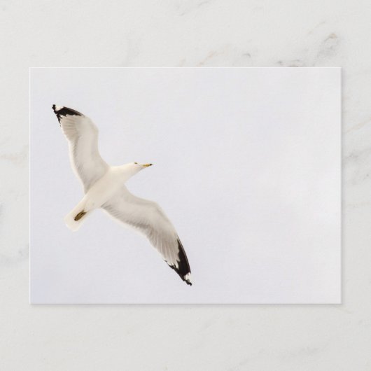 Flying Gull Briefkaart (Voorkant)