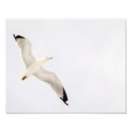 Flying Gull Foto Afdruk (Voorkant)