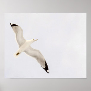 Flying Gull Poster