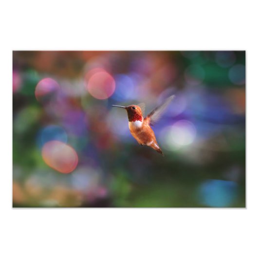 Flying Hummingbird and Colorful Background Foto Afdruk (Voorkant)