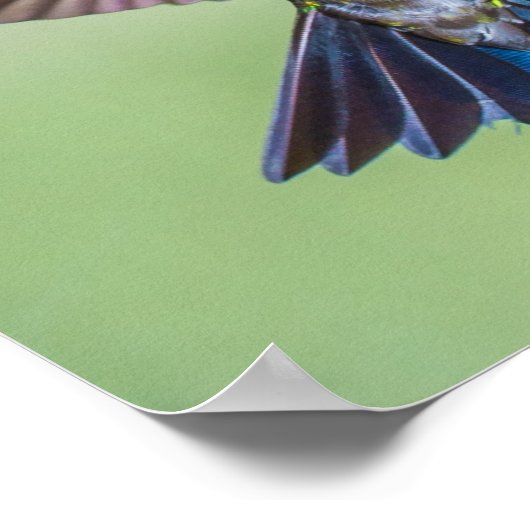 Flying Hummingbird Paars, Green & Blue Poster (Hoek)