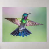 Flying Hummingbird Paars, Green & Blue Poster (Voorkant)