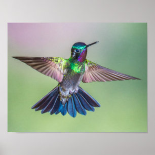 Flying Hummingbird Paars, Green & Blue Poster