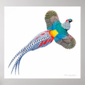 Flying Lady Amherst Pheasant Print (Voorkant)