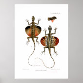 Flying Lizard Poster (Voorkant)