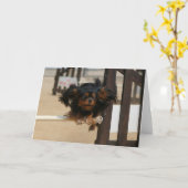 Flying Maia black & Tan Cavalier King Charles Kaart (Gele Bloem)