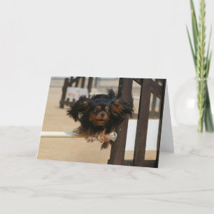 Flying Maia black & Tan Cavalier King Charles Kaart