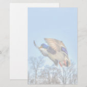 Flying Mallard Duck Drake Wildlife Foto Briefpapier (Voorkant / Achterkant)