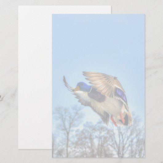 Flying Mallard Duck Drake Wildlife Foto Briefpapier (Voorkant / Achterkant)