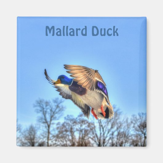 Flying Mallard Duck Drake Wildlife Foto Magneet (Voorkant)