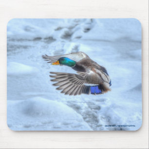 Flying Mallard Duck Drake Wildlife Foto Muismat