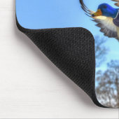 Flying Mallard Duck Drake Wildlife Foto Muismat (Hoek)