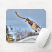 Flying Mallard Duck Drake Wildlife Foto Muismat (Met muis)