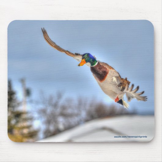 Flying Mallard Duck Drake Wildlife Foto Muismat (Voorkant)