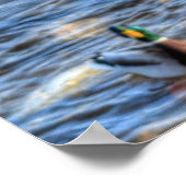 Flying Mallard Duck & Drake Wildlife Foto Poster (Hoek)