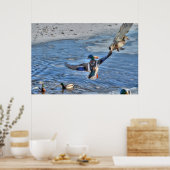 Flying Mallard Duck & Drake Wildlife Foto Poster (Keuken)