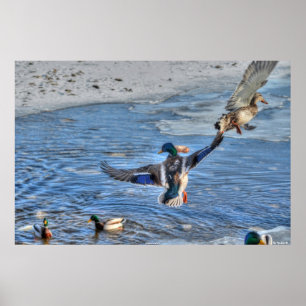 Flying Mallard Duck & Drake Wildlife Foto Poster