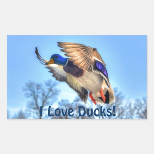 Flying Mallard Duck Drake Wildlife Foto Rechthoekige Sticker (Voorkant)