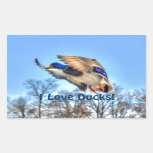 Flying Mallard Duck Drake Wildlife Foto Rechthoekige Sticker
