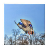 Flying Mallard Duck Drake Wildlife Foto Tegeltje (Voorkant)