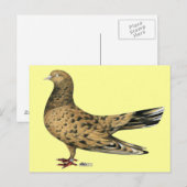 Flying Oriental Roller Pigeon Almond Briefkaart (Voorkant / Achterkant)