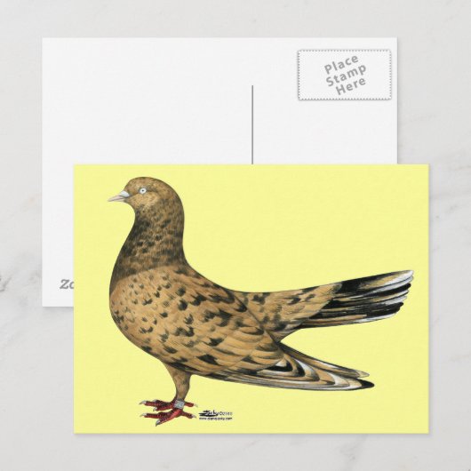 Flying Oriental Roller Pigeon Almond Briefkaart (Voorkant / Achterkant)