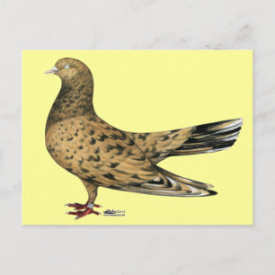 Flying Oriental Roller Pigeon Almond Briefkaart