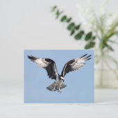 Flying Osprey Briefkaart (Staand voorkant)