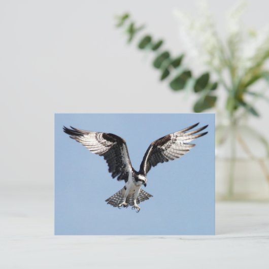 Flying Osprey Briefkaart (Staand voorkant)