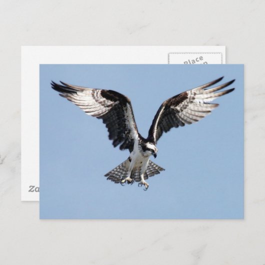 Flying Osprey Briefkaart (Voorkant / Achterkant)