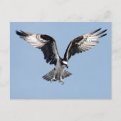 Flying Osprey Briefkaart (Voorkant)