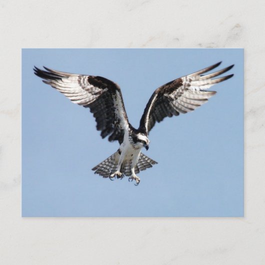 Flying Osprey Briefkaart (Voorkant)