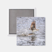 Flying Osprey & Fish HDR Wildlife Photo Gift Magneet (Voorkant / Achterkant)
