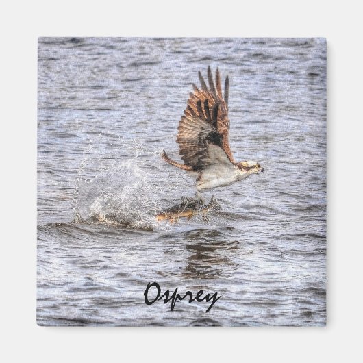 Flying Osprey & Fish HDR Wildlife Photo Gift Magneet (Voorkant)