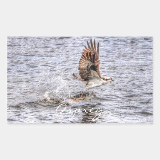 Flying Osprey & Fish HDR Wildlife Photo Gift Rechthoekige Sticker (Voorkant)
