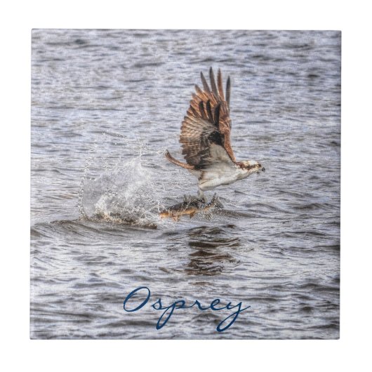 Flying Osprey & Fish HDR Wildlife Photo Gift Tegeltje (Voorkant)