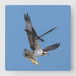 Flying Osprey & Fish Wildlife Photography Vierkante Klok