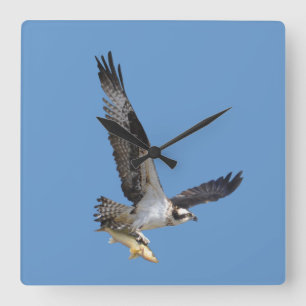 Flying Osprey & Fish Wildlife Photography Vierkante Klok
