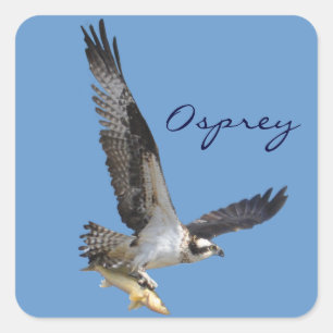 Flying Osprey & Fish Wildlife Photography Vierkante Sticker