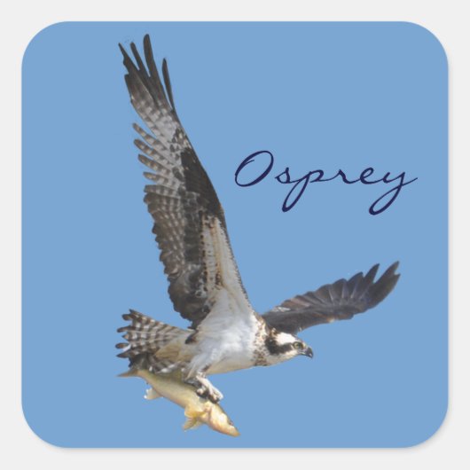 Flying Osprey & Fish Wildlife Photography Vierkante Sticker (Voorkant)